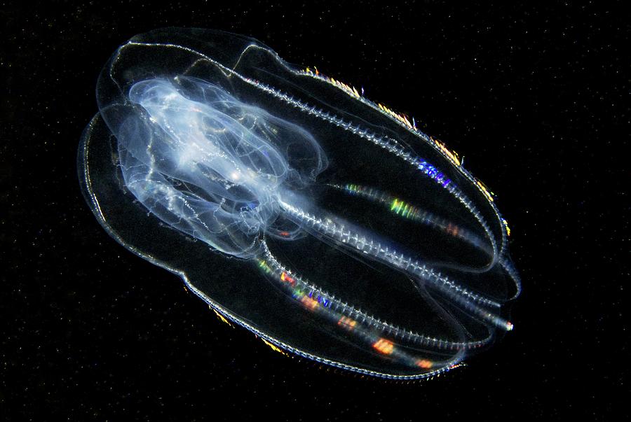 <p>Comb Jelly</p>