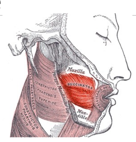 <p>(Parallel to Risorius, but deep) Primarily used to move the cheeks while chewing</p>