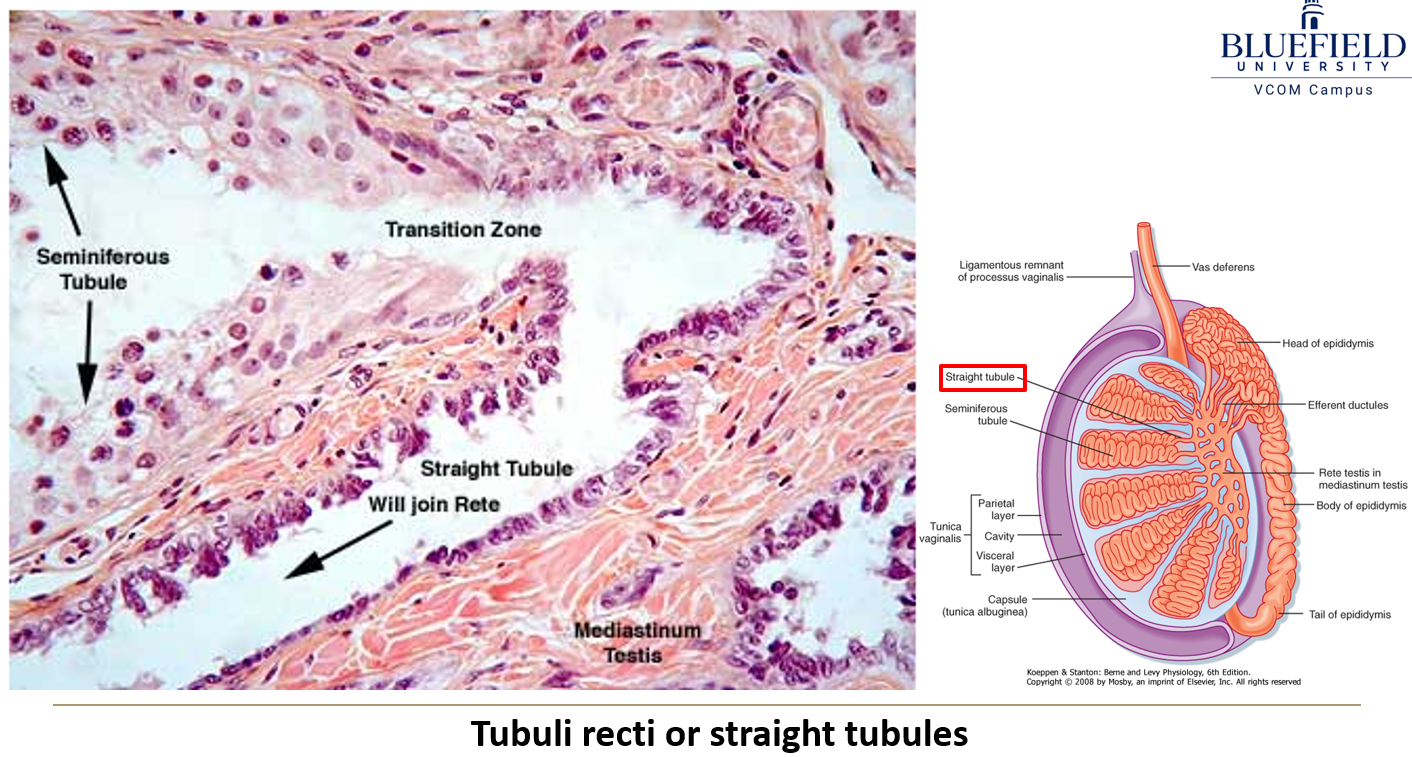 <p>What are the<strong> tubuli recti?</strong></p>