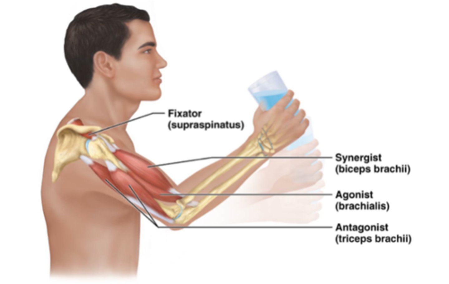 <p>Type of synergist that immobilizes bone or muscle's origin, giving the prime mover a stable base on which to act</p>