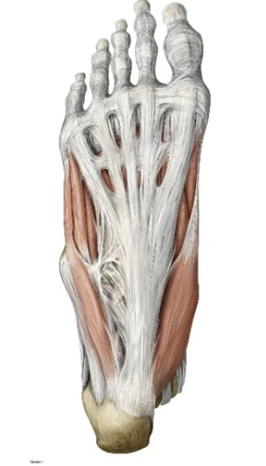 <p>It supports the arches and acts as a spring during gait, increasing walking efficiency.</p>