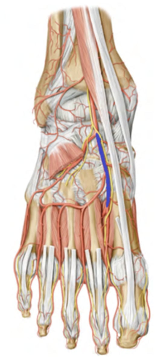 <p>The anterior tibial artery continues into the dorsum of the foot--&gt; Name change to dorsalis pedis artery </p><p>Branches supply dorsal muscles, anastomose with plantar arteries </p><p>-Palpate for a distal pulse just lateral to extensor hallucis longus tendon</p>