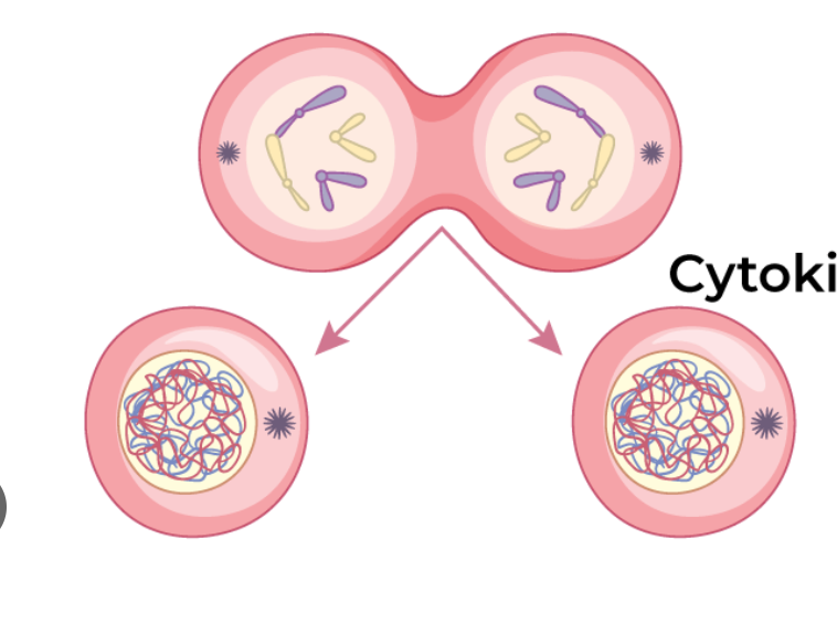 <p>cytokenesis</p>