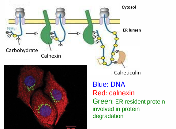 <ul><li><p>Lectins assist protein folding by recognizing N-linked polysaccharides on them (from glycosylation)&nbsp;</p></li><li><p>They function similarily to molecular chaperones&nbsp;</p></li><li><p>Lectins types:&nbsp;</p><ul><li><p><em>Calnexin:</em> Found throughout ER membrane&nbsp;</p></li><li><p><em>Calreticulin&nbsp;</em></p></li></ul></li></ul><p></p>