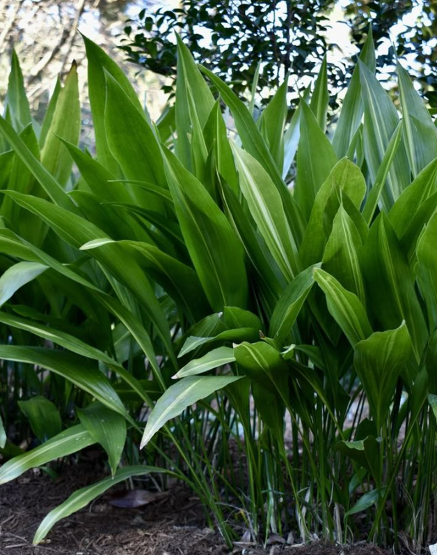 <p>Cast Iron Plant</p>