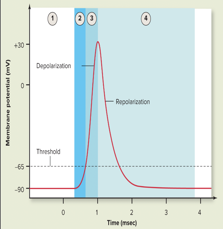 <p>Depolarization/Repolarization Chart</p>