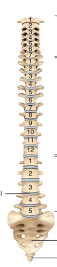 <p>Vertebral column</p>