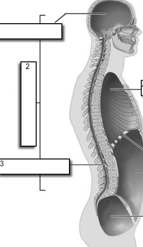 <p>dorsal cavity</p>
