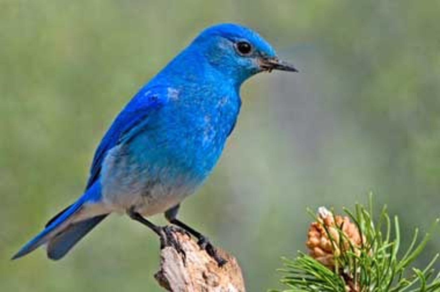 <p>The bird is blue.</p>