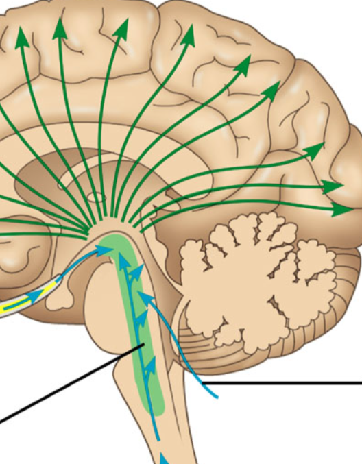 <p>a nerve network that travels through the brainstorm into the thalamus and plays an important role in controlling arousal</p><p></p>