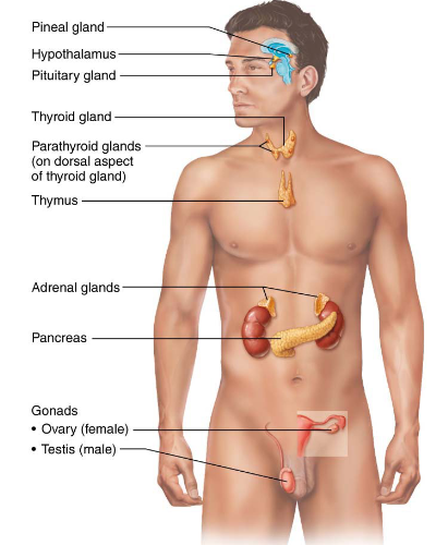 <p>Endocrine Organs</p>