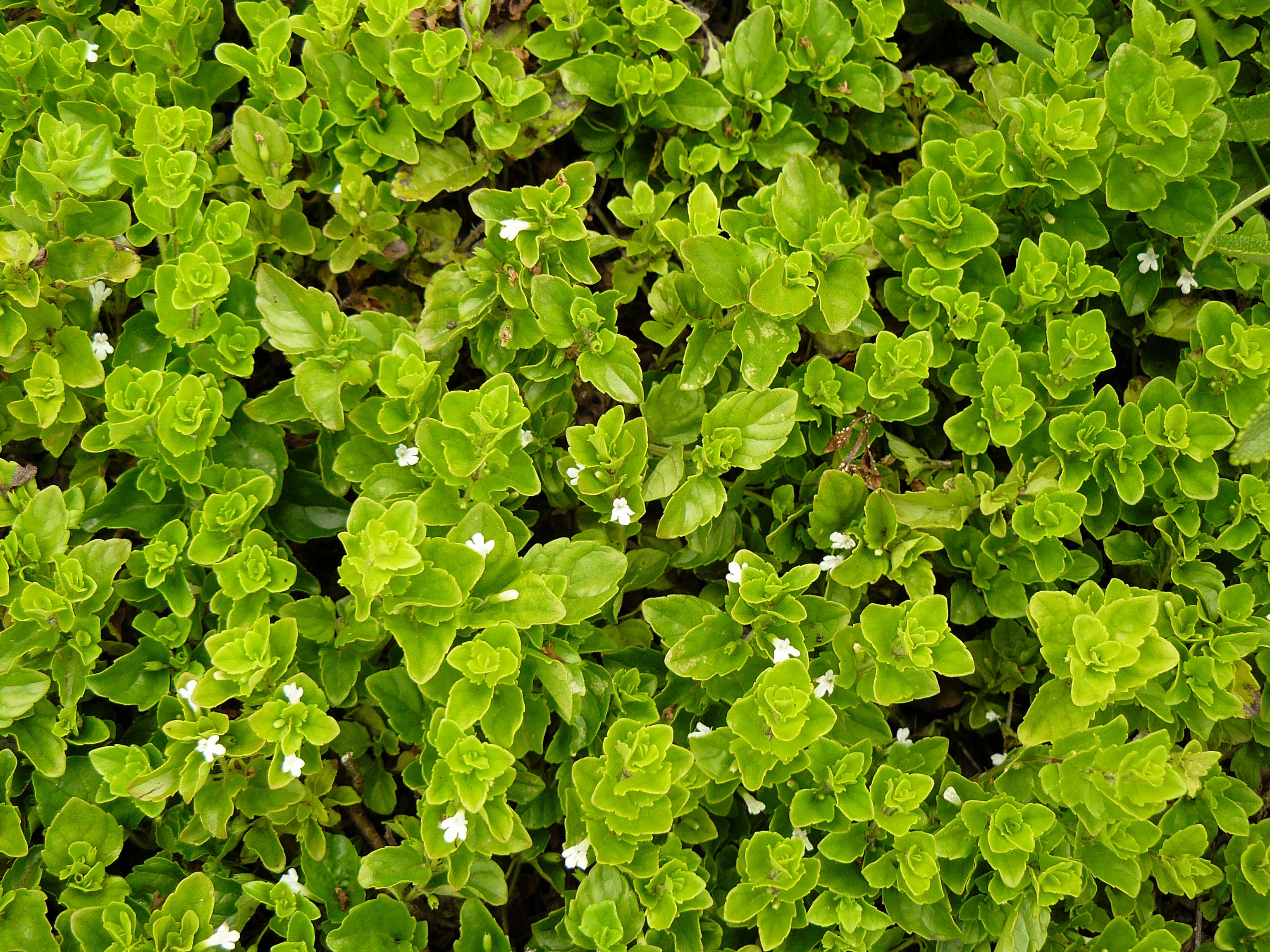 <p>Biological Origin: <strong><em>Micromeria douglasii </em>(Benth.) Benth. (Lamiaceae)</strong></p><p><strong><em><u>Clinopodium douglasii </u></em><u>(Benth.) Kuntze (Lamiaceae)</u></strong></p><p>Common Name: <strong>Yerba buena / Mint</strong></p><p>Part used: <strong>Leaf</strong></p><p>Medicinal use:</p><p>●&nbsp;&nbsp;&nbsp;&nbsp;&nbsp;&nbsp; <strong><u>Headache</u></strong></p><p>●&nbsp;&nbsp;&nbsp;&nbsp;&nbsp;&nbsp; <strong><u>Arthritis</u></strong></p><p><strong>●&nbsp;&nbsp;&nbsp;&nbsp;&nbsp;&nbsp; <u>Rheumatism</u></strong></p><p>●&nbsp;&nbsp;&nbsp;&nbsp;&nbsp;&nbsp; <strong><u>Analgesic</u></strong></p><p>●&nbsp;&nbsp;&nbsp;&nbsp;&nbsp;&nbsp; <strong><u>Stomachache</u></strong></p><p>●&nbsp;&nbsp;&nbsp;&nbsp;&nbsp;&nbsp; <strong><u>Gum ache</u></strong></p><p>Secondary metabolites:</p><ul><li><p><strong><u>Volatile Oil</u></strong></p></li></ul>