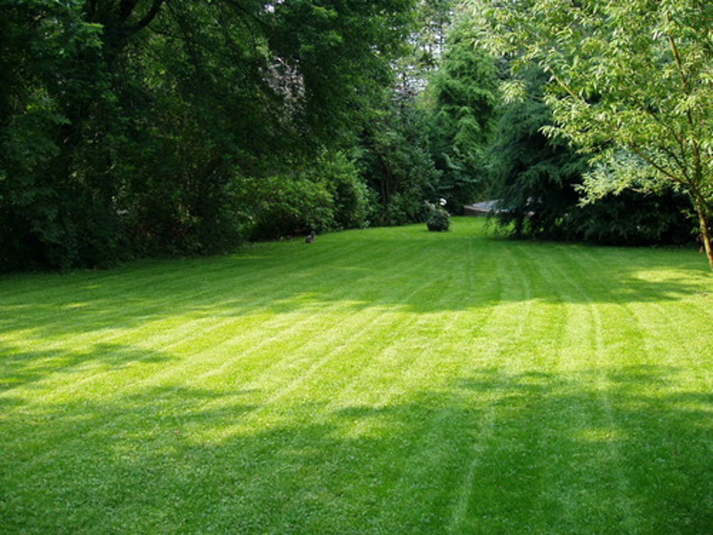 <p>lawn</p>