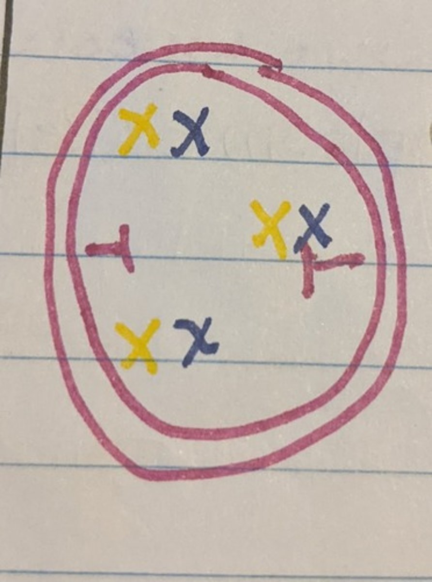 <p>homologous chromosomes pair and cross over</p>