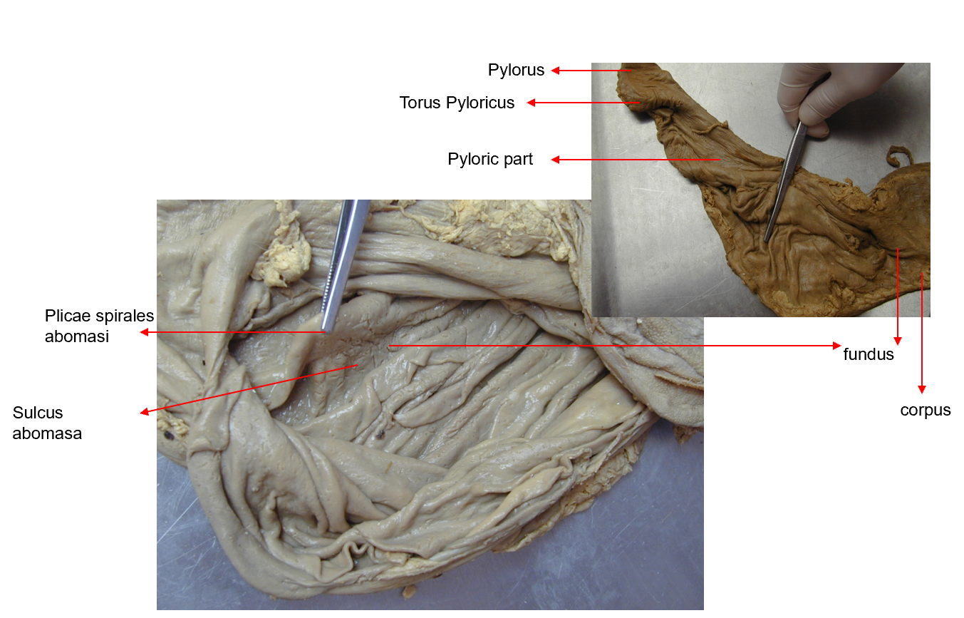 <p>We describe: (2) fundus abomasi, (1) corpus abomasi, facies parietalis et visceralis, curvatura major et minor. </p><ol start="3"><li><p><strong>plicae spirales abomasi </strong></p></li><li><p><strong>sulcus abomasi </strong><em>- gastric grooves of ruminant stomach, including also of the others: sulcus omasi, sulcus reticuli. → important in young as these folds and convert into a tube for the milk to pass through, directly to abomasum. </em></p></li></ol><p>Abomasum is lined with glandular mucosa, said to be true stomach. </p>