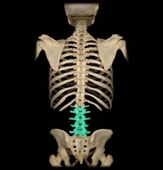 <p>vertebrae of the lower back region- large body- 5</p>