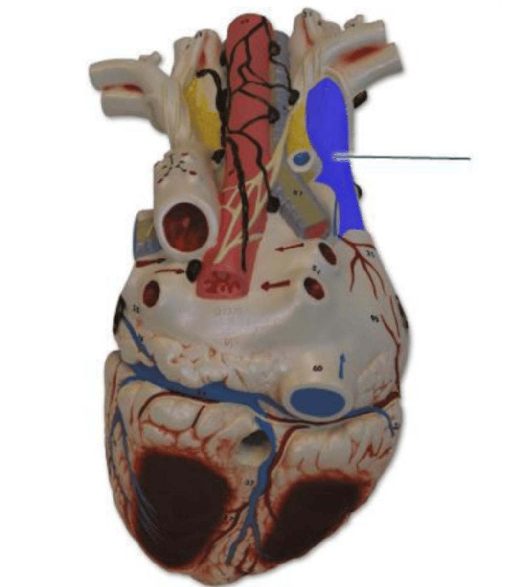 <p>superior vena cava</p>