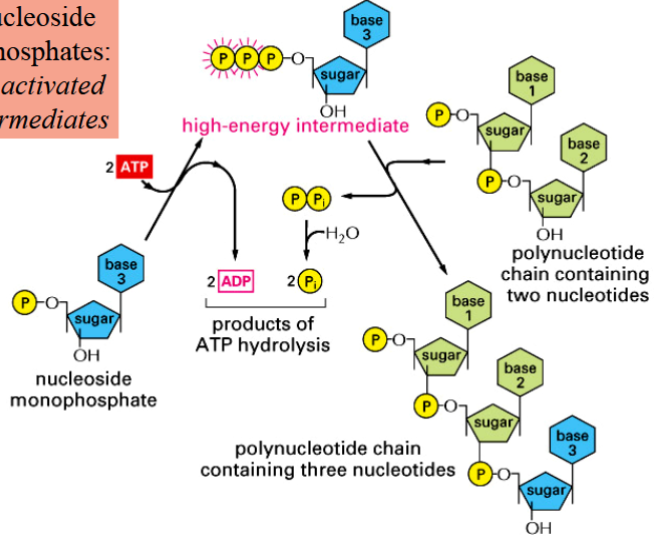 <p>arrangement of free subunits into larger chains or complexes or macromolecules</p><p>   nucleotides → nucleic acids</p><p>   simple sugars → polysaccharides</p><p>   amino acids → polypeptides</p><p>   fatty acids and simple lipids → fats, lipids</p><p>require bond formation between subunits by dehydration synthesis</p><p>processes require synthesis of an activated (high-energy) intermediate before formation of the inter-subunit bond</p><p>nucleoside triphosphates are example of activated intermediates (energy from hydrolysis of these intermediates allows bond formation)</p>