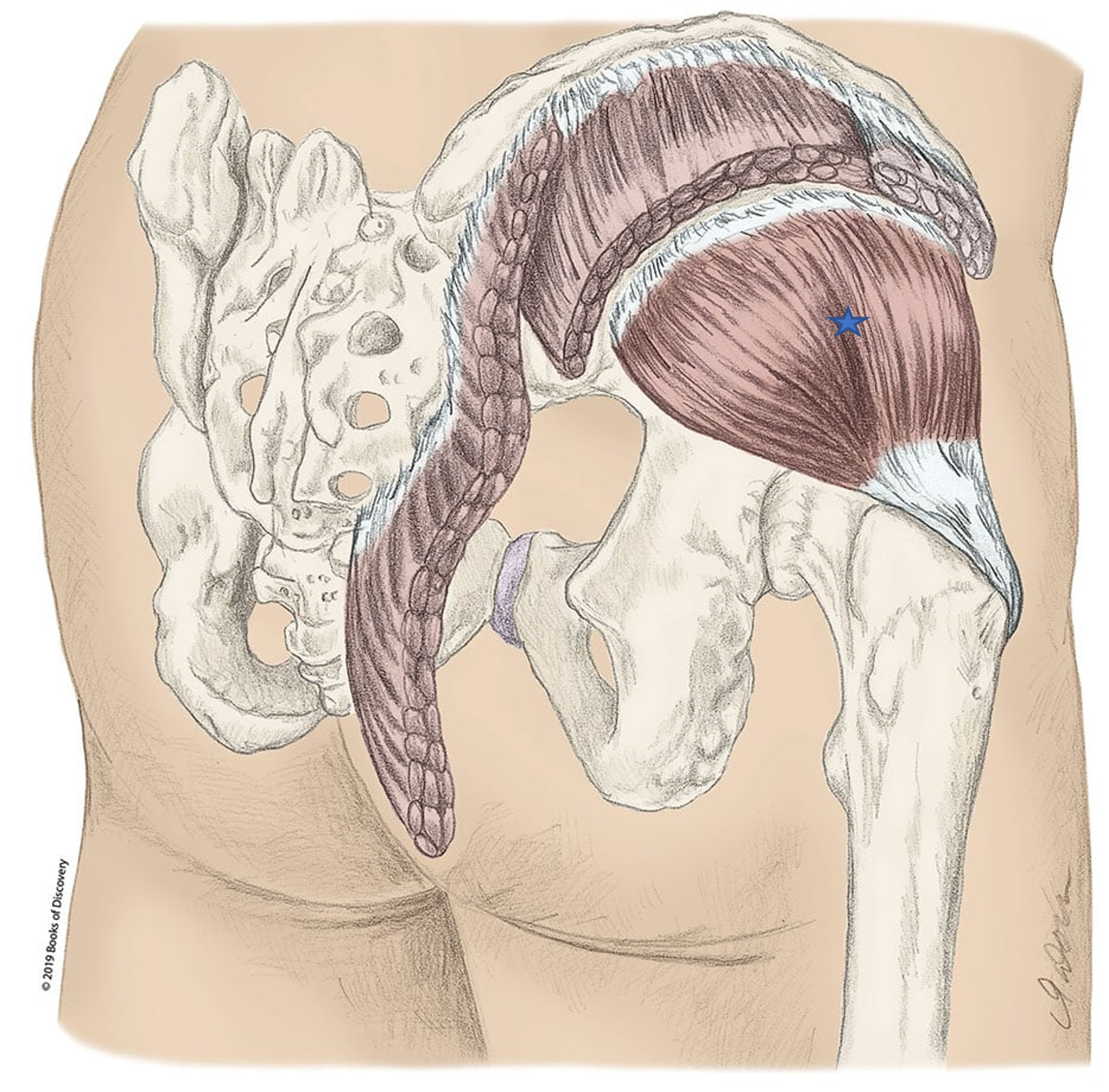 <p><span>From the list of muscles and actions below, identify the "starred" muscle and its primary actions. NOTE: There are several primary actions...do not choose actions where the muscle assists.</span></p><p> A) <span><span>Abduct hip</span></span></p><p><span><span>B) Flex the hip</span></span></p><p><span><span>C) Gluteus minimus</span></span></p><p><span><span>D) Laterally rotate hip</span></span></p><p><span><span>E) Medially rotate hip</span></span></p><p><span><span>F) Gluteus maximus</span></span></p><p><span><span>G) Extend hip</span></span></p><p><span><span>H) Gluteus medius</span></span></p><p><span><span>I) Adduct hip</span></span></p>