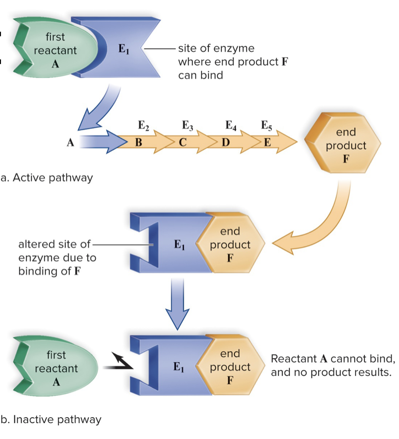 <ul><li><p>Product of the enzyme pathway tells enzyme to stop working</p></li><li><p>Only the needed amount of product will be produced</p></li></ul>
