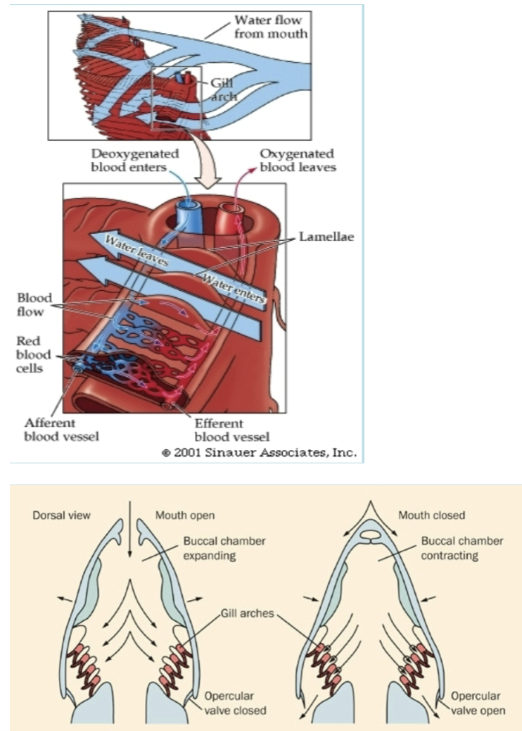 <ul><li><p>All fish breath through gills, usually 4 gills on each side of fish.</p></li><li><p>Water is constantly drawn in through the mouth (constant opening and closing) passing through the gills and out the gill openings on the side of the fish.</p></li><li><p>O2 dissolved in the water is taken into the blood and CO2 is released from the blood in the gills into the water.</p></li></ul>