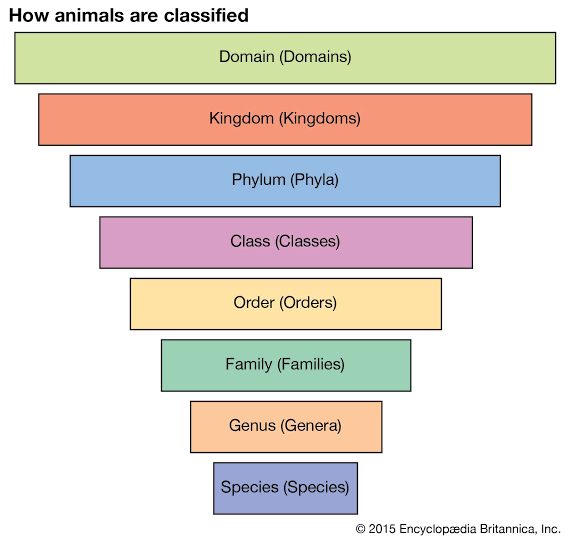 -Domain
-Kingdom
-Phylum
-Class
-Order
-Family
-Genus
-Species
-Subspecies