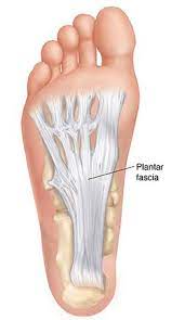 Supports the arches of the foot 