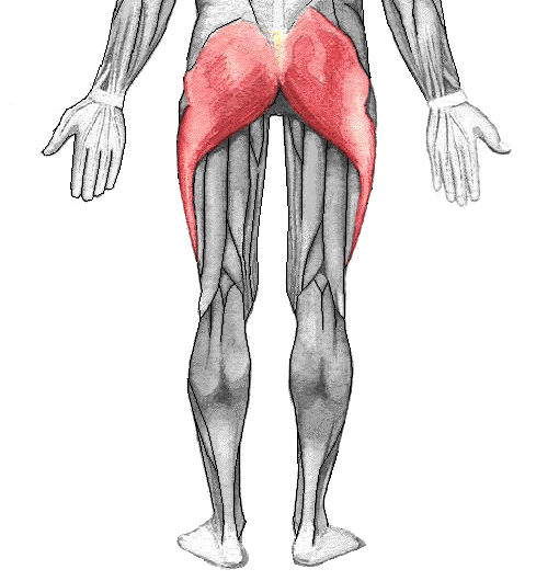 <p>O: gluteal surface of ilium</p><p>I: gluteal tuberosity</p><p>F: extension, external rotation, abduction and adduction of the thigh</p>