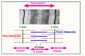 <p>outline material properties of muscles</p>