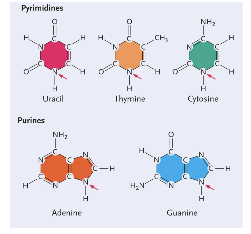 <p>Nitrogenous base </p><ul><li><p>Purines (DOUBLE ring) - Guanine and adenine  </p></li><li><p>Pyramides (SINGLE ring) - Uracil, thymine, cytosine </p></li></ul><p></p>