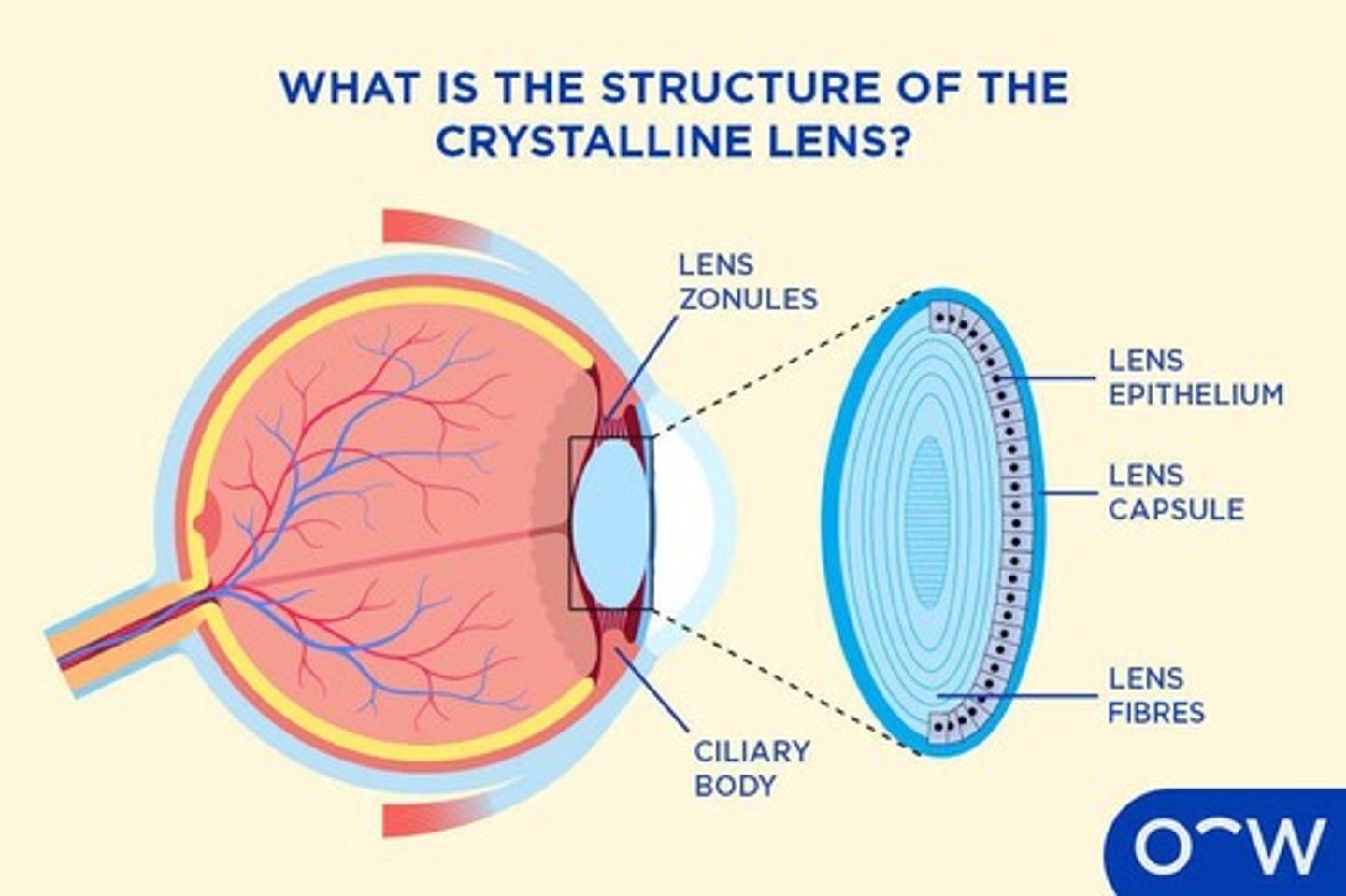 <p>A transparent structure in the eye that focuses light onto the retina, allowing for clear vision.</p>