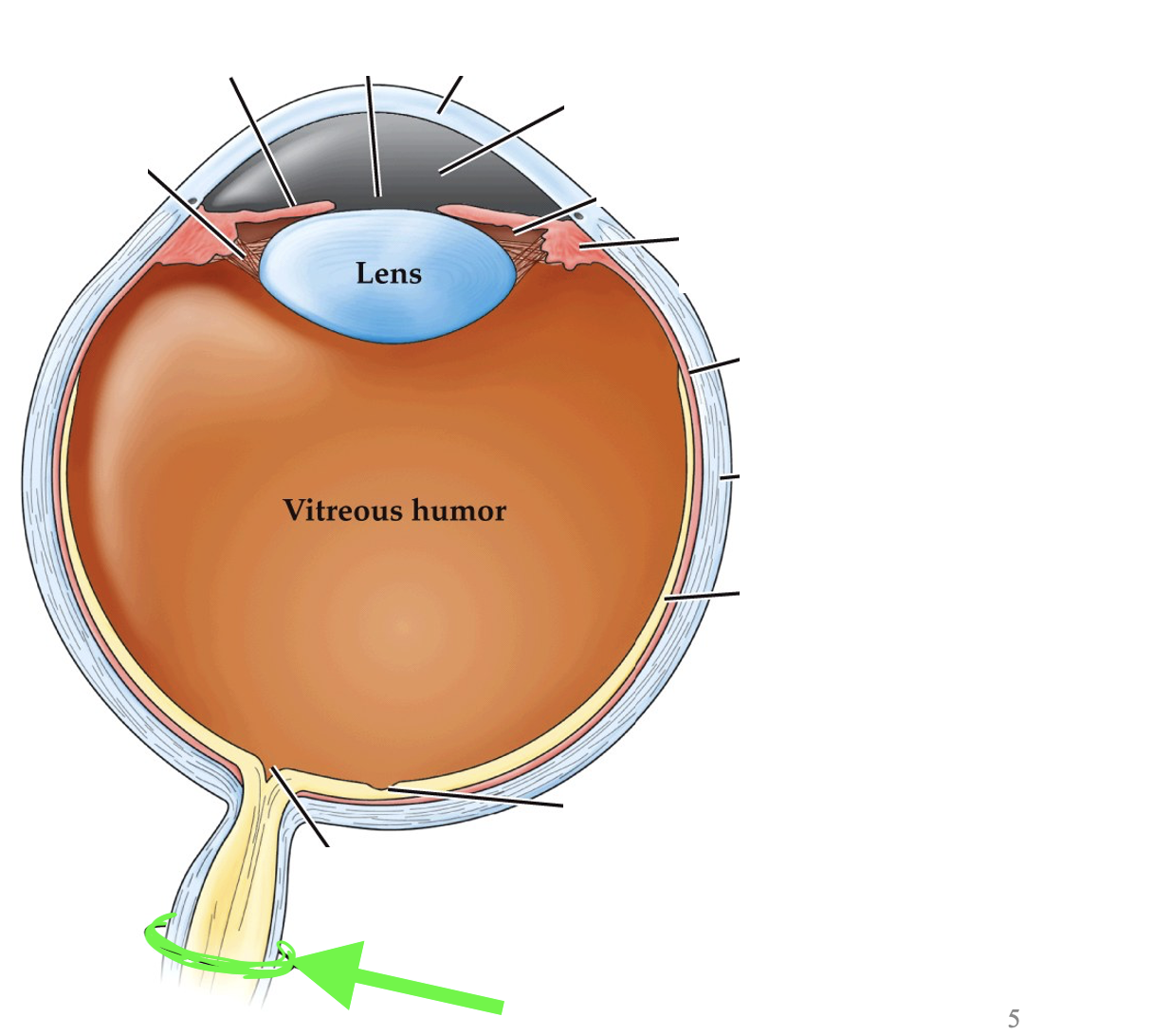 <p>what part of the eye is this?</p>