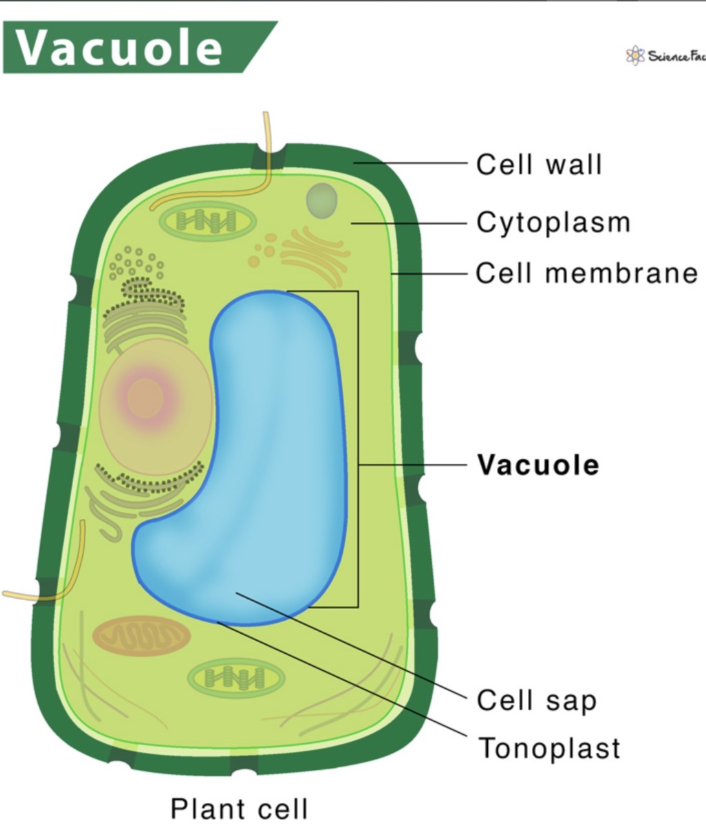 <p>Found in plant cells, stores water, not usually in animal cells, are large </p>