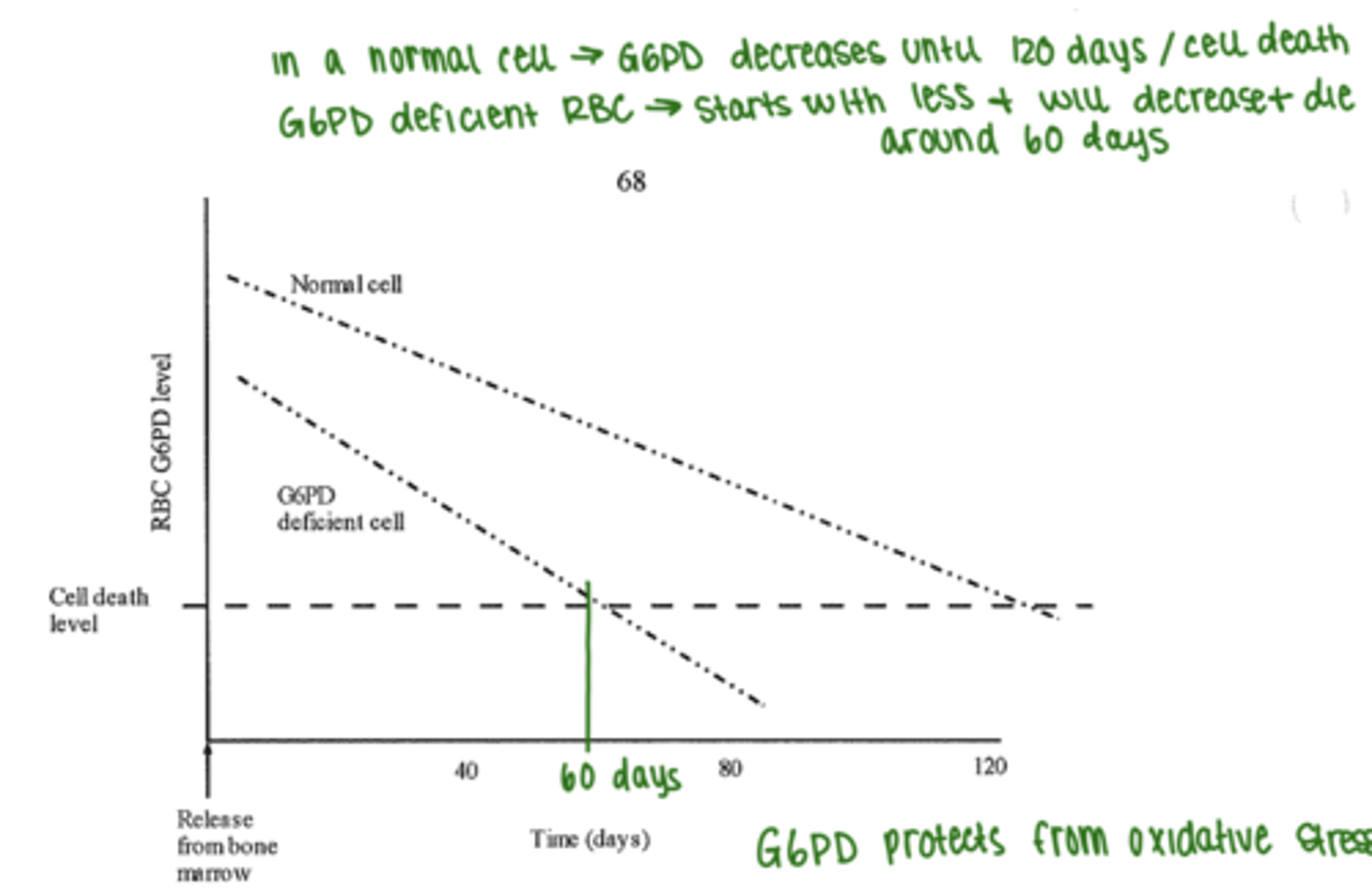 <p>1. a number of variants of the enzyme mutations</p><p>2. most common form is sex linked recessive (most often african and asian desents</p><p>3. steady state of symptomatic anemia</p><p>4. fully compensated state with low levels of hemolysis: RBCs have shortened lifespan (see diagram)</p><p>5. can have acute hemolytic episode: infection, drugs, fava beans</p>