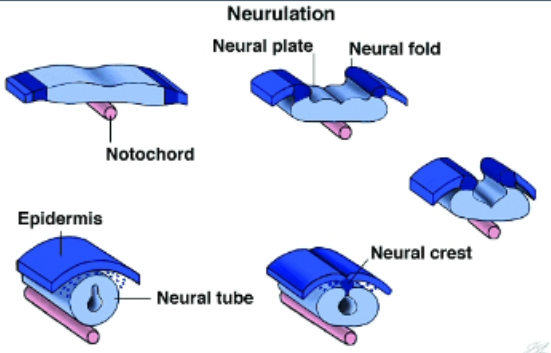 <p>Dorsal Nerve Cord</p>