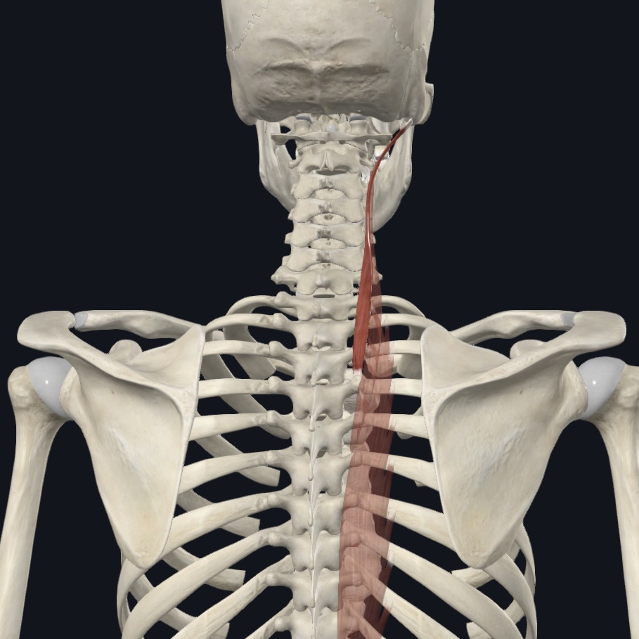 <p>TP upper T/S; articular processes of lower C/S</p>