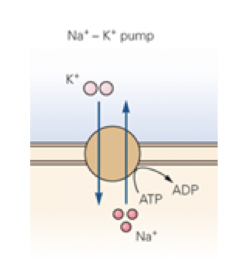 <p>primary active transport = use of ATP directly through ATP hydrolysis by a pump to move ions across a cell membrane against its concentration gradient </p><ul><li><p>2 K+ go in and 3 Na+ go out.                  </p></li><li><p>(catalytic binding sites for Na+ and ATP on intracellular surface and K+ on extracellular)</p></li></ul><p></p>