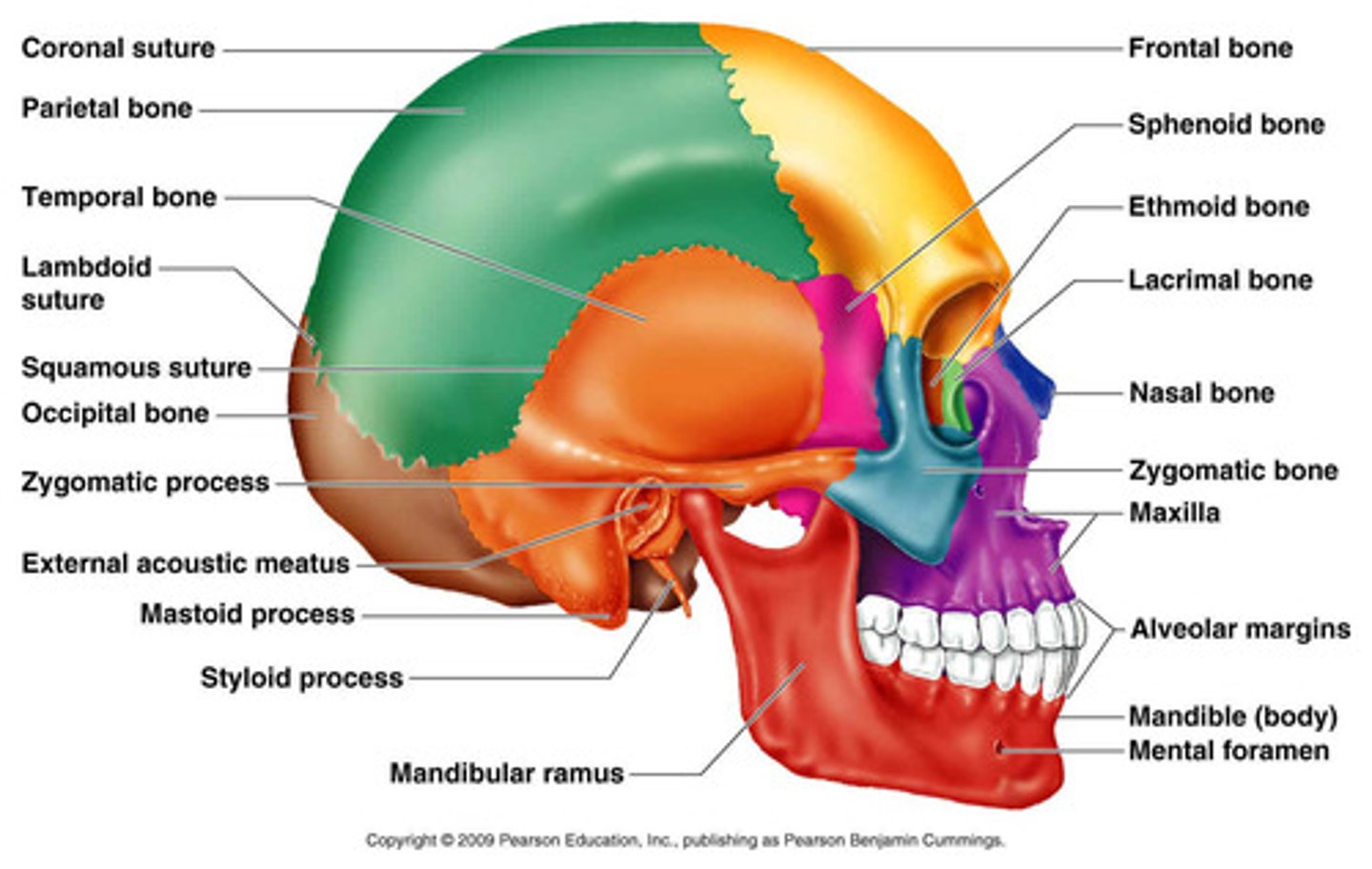 <p>1. Mental foramen</p><p>2. External acoustic meatus</p><p>3. Foramen magnum (next slide)</p><p>4. Mastoid process</p><p>5. Styloid process</p><p>6. Sagittal suture</p><p>7. Lambdoid suture</p><p>8. Squamous suture</p>