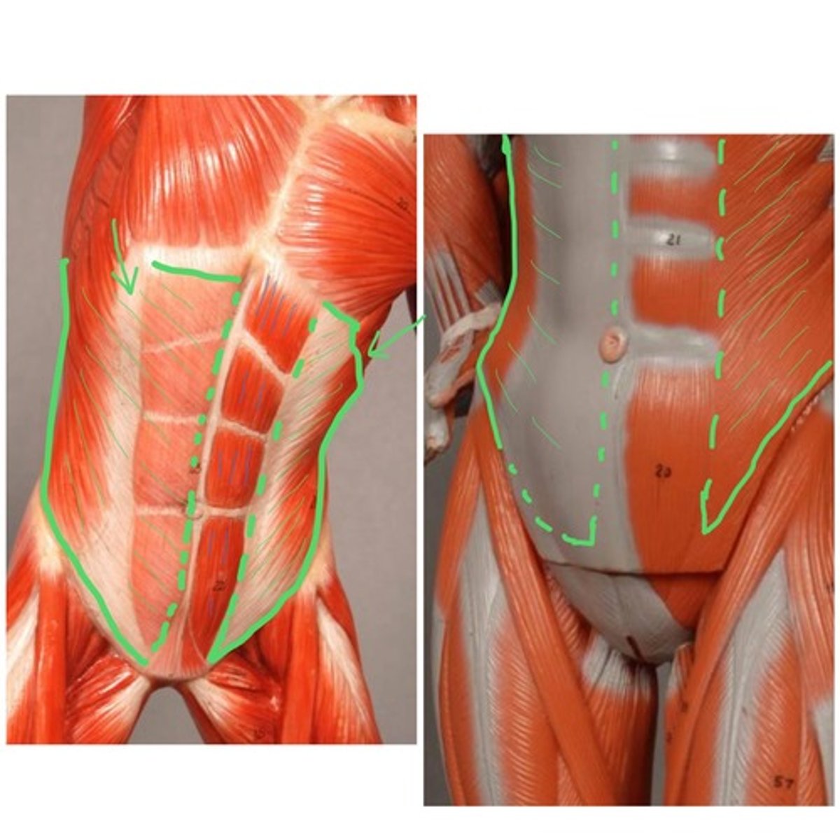 knowt flashcard image