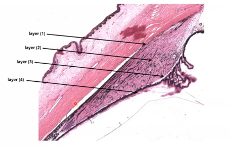 <p>layers of the ciliary body </p>