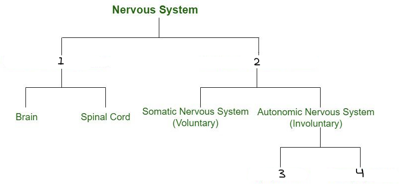 <p>Fill in the blank. (sympathetic, CNS, PNS, parasympathetic) </p>