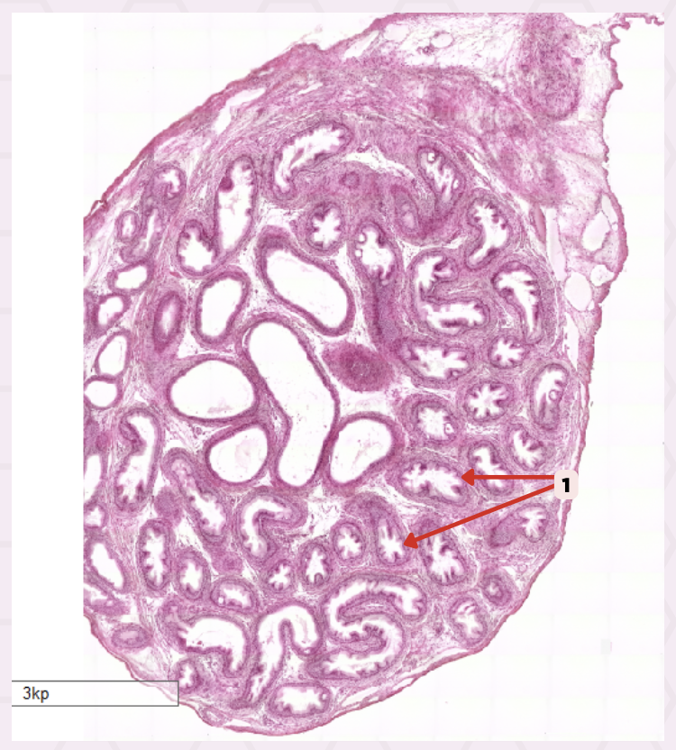 <p>Identify the specimen.</p>