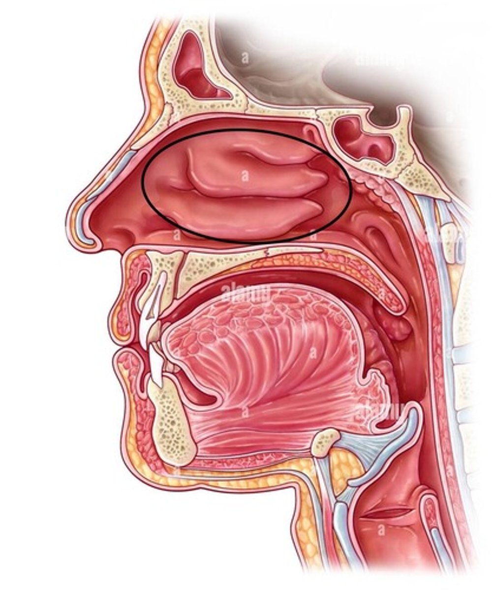 <p>Bones in the nasal cavity</p>