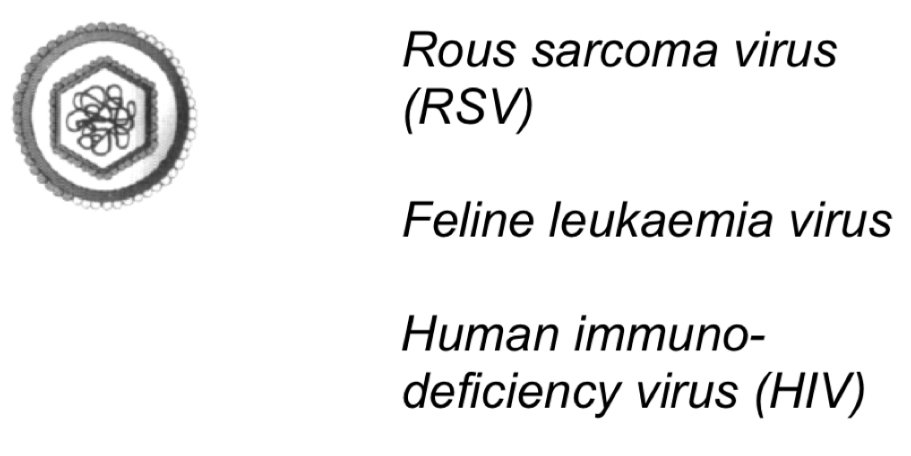 <p>-Capsid </p><p>-100nm </p><p>-Envelope&nbsp;</p><p>-Virion transcriptase&nbsp;</p><p></p><p>Cause:</p><p>-Scarcomas in fowl (RSV)</p><p>-Leukaemia in cats (feline leukaemia virus)</p><p>-Acquired immunodeficiency syndrome (HIV)</p>