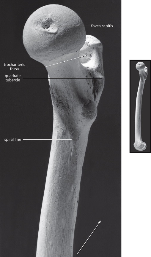 <p>variable hole in the head, medial, slightly inferior and posterior depression</p>