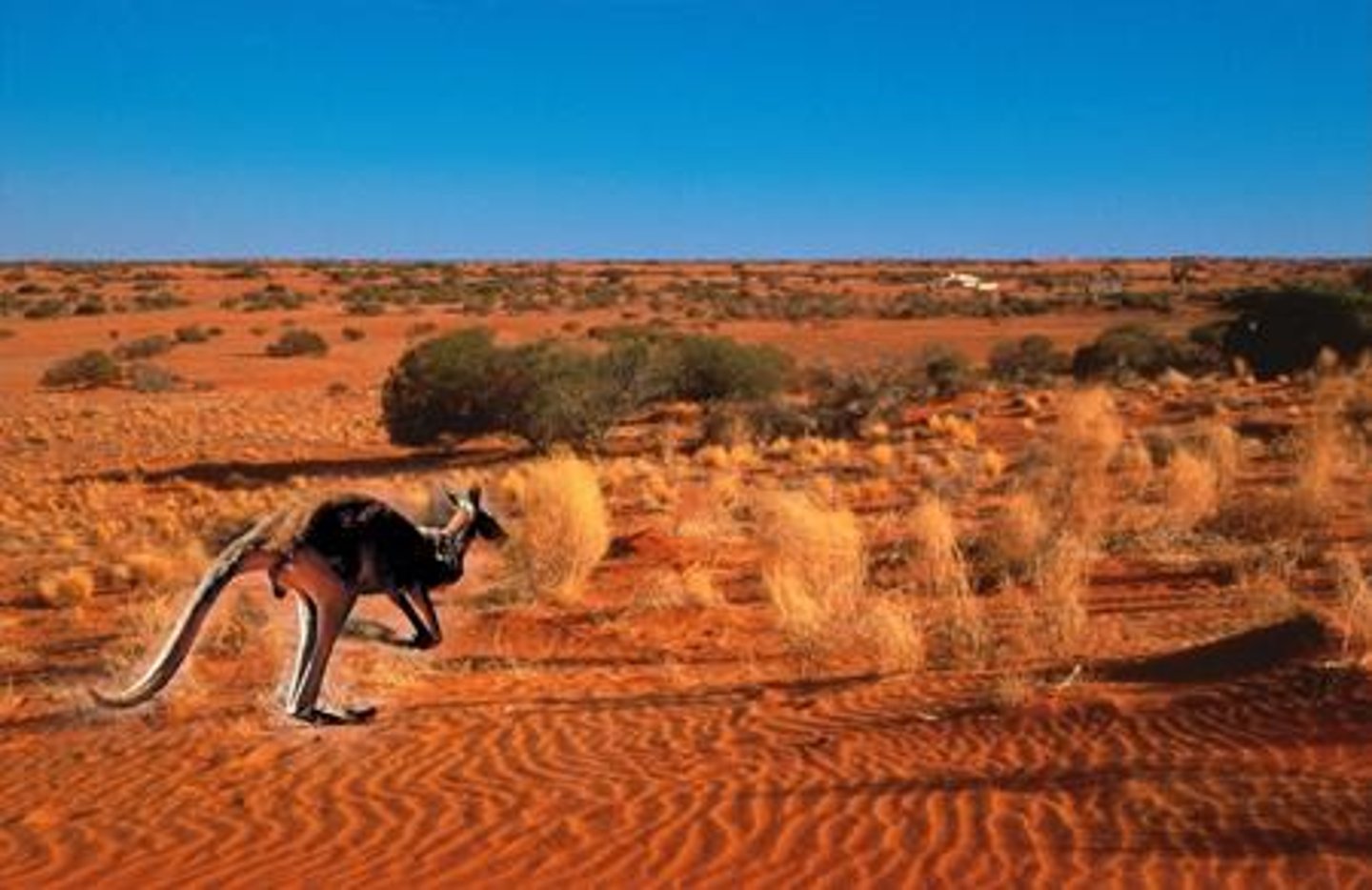 <p>What is the Australian term for the vast desert areas in the interior of the mainland?</p>