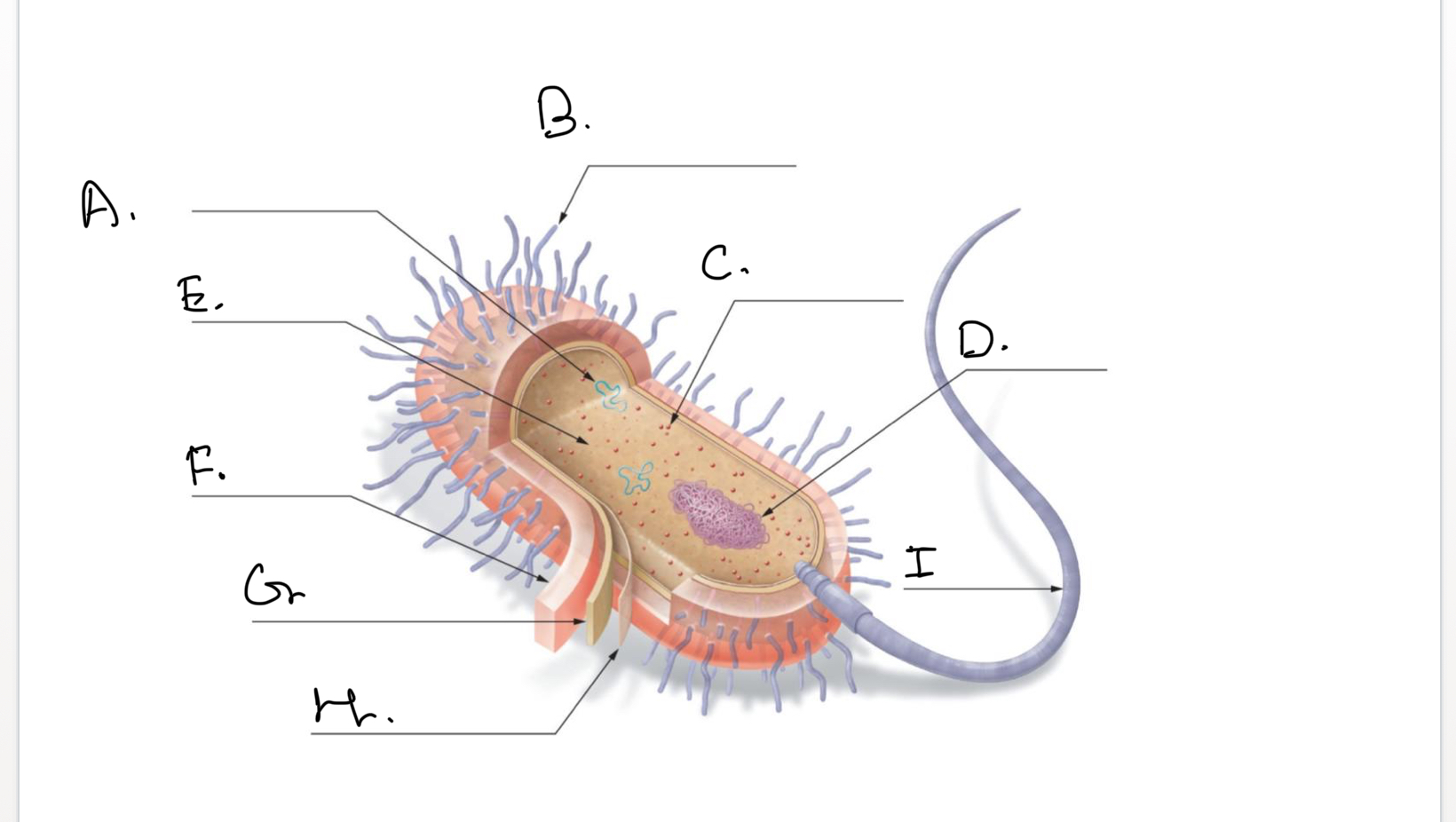 <p><span style="font-size: medium">Complete the following diagram of a prokaryotic cell.:     </span></p><p>F.</p>
