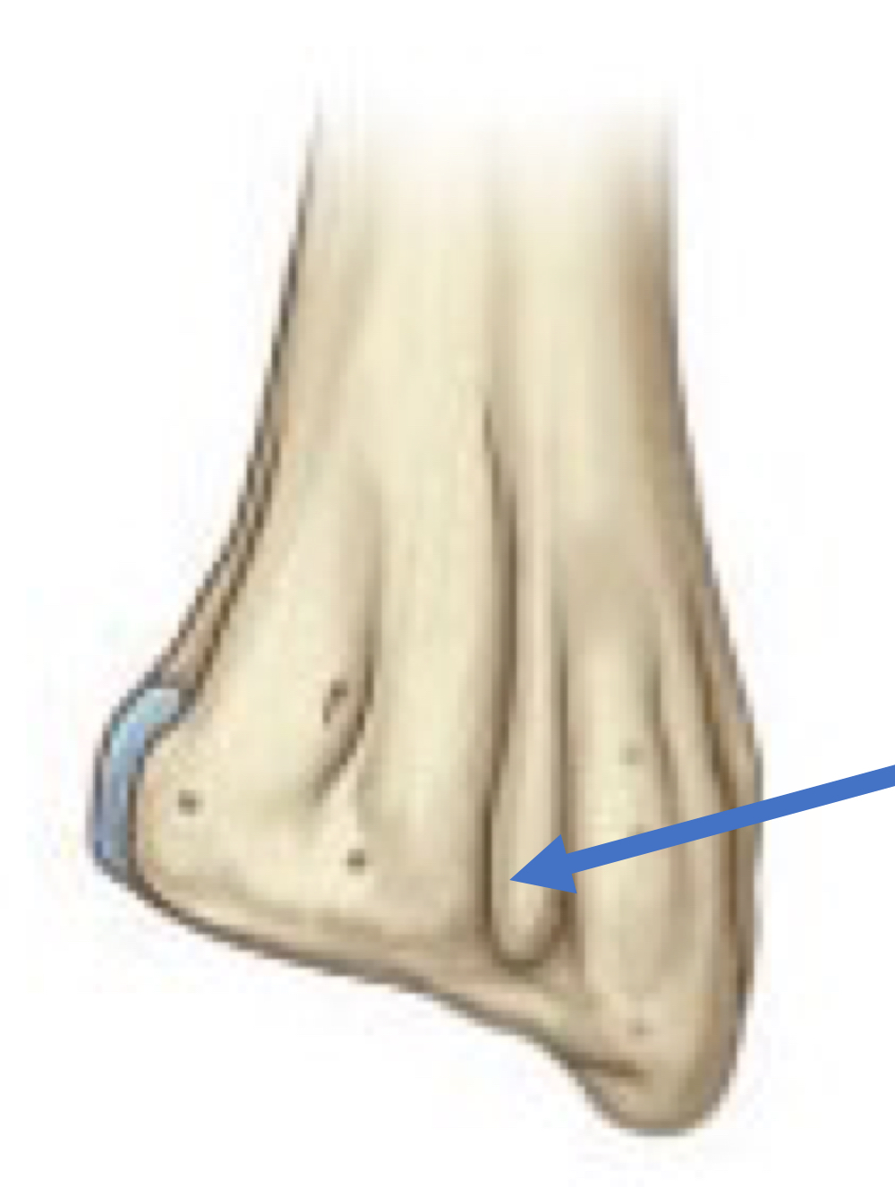 <p>Part of radius (posterior)</p>