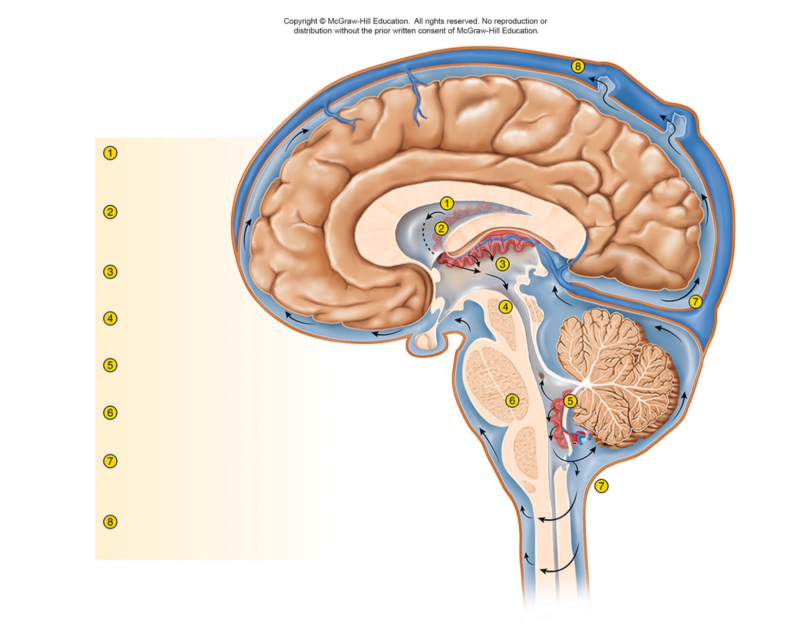 <p>list order ventricle circulation system </p>