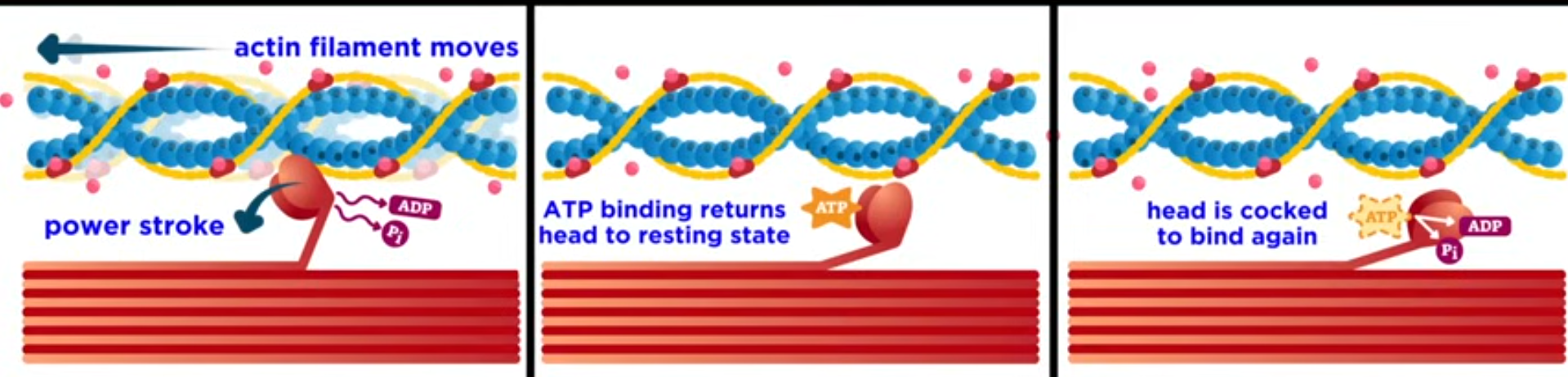 <ol><li><p>signal from brain/spinal cord</p></li><li><p>electrical impulse sent along neurons down the axon</p></li><li><p>signal reaches motor unit</p></li><li><p>signal moves through dendrite + axon towards axon terminal</p></li><li><p>signal triggers vesicles containing NT acetylcholine to release NT across synaptic cleft</p></li><li><p>acetylcholine binds with receptors on muscle</p></li><li><p>binding with receptors triggers calcium to be released by sarcoplasmic reticulum</p></li><li><p>calcium binds to troponin found on actin</p></li><li><p>causes tropomyosin to move, exposing myosin binding sites</p></li><li><p>myosin heads have ATP bonded, which break down to ADP + P<sub>i</sub>, causing myosin heads to move and bind with binding sites on actin</p></li><li><p>cross bridges have formed</p></li><li><p>myosin moves the actin, "shortening the muscle”</p></li><li><p>another ATP is used to break the cross bridge between actin + myosin</p></li><li><p>(so long as calcium is bonded) contraction continues</p></li></ol><p></p>